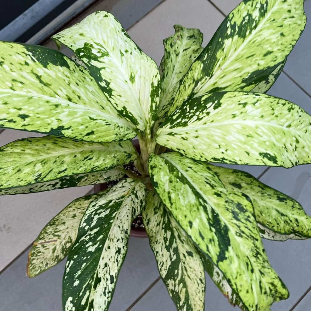 Dieffenbachia ‘Star Bright