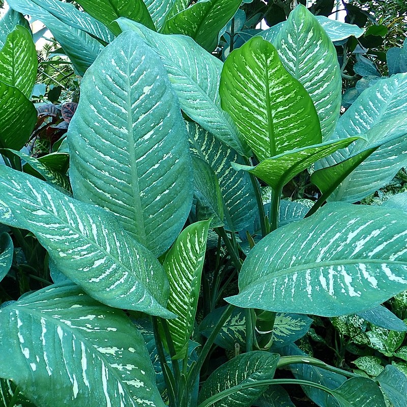 Dieffenbachia ‘Superba