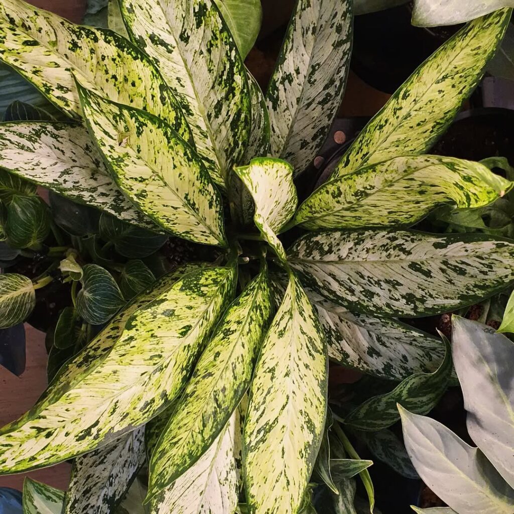 Dieffenbachia ‘Vesuvius‘