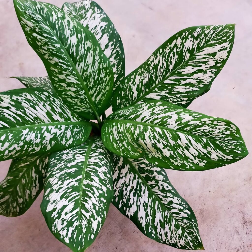 Dieffenbachia ‘White Etna‘