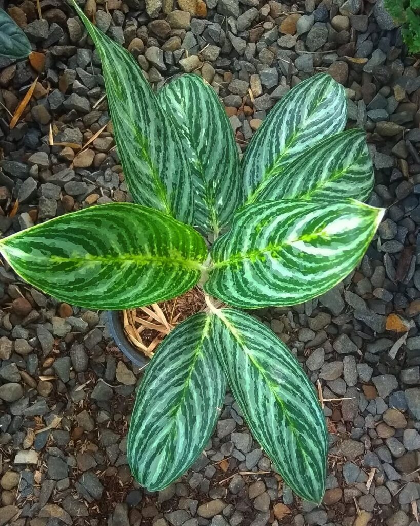 Dieffenbachia ‘Zebra‘