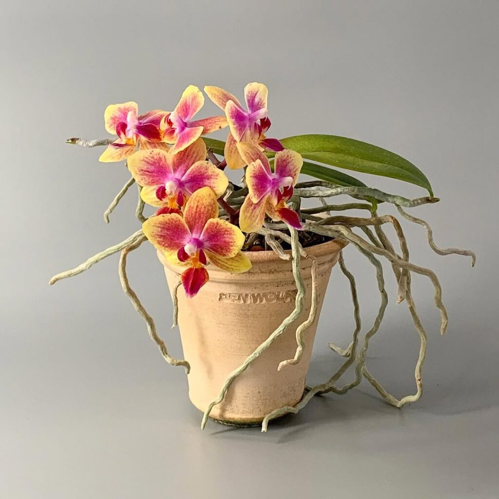 Doritaenopsis Orchid
