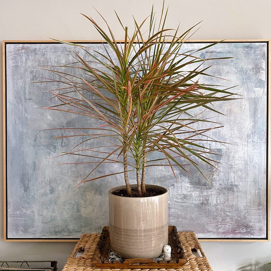Dracaena Colorama