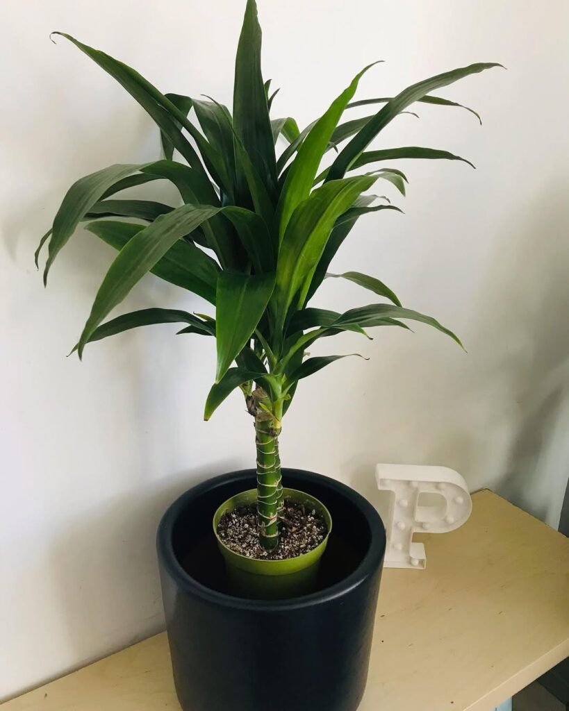 Dracaena Elegance
