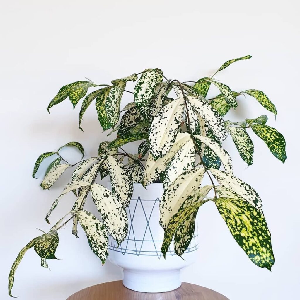 Dracaena Florida Beauty