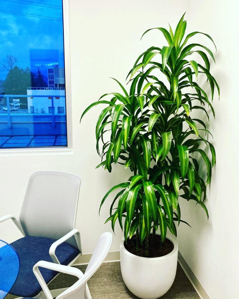 Dracaena Hawaiian Sunshine