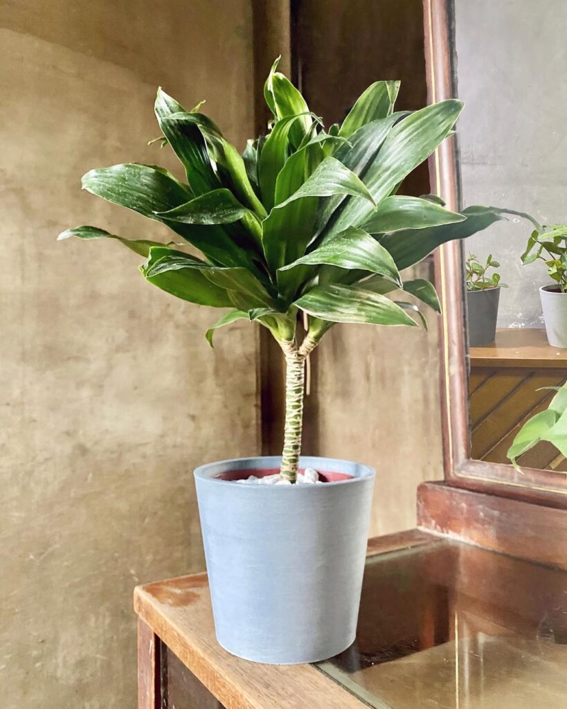Dracaena Janet Craig