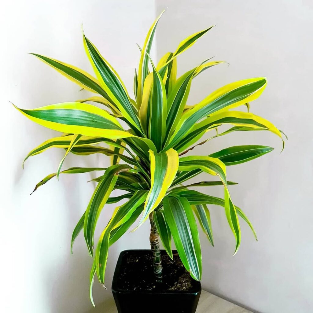 Dracaena Lemon Lime