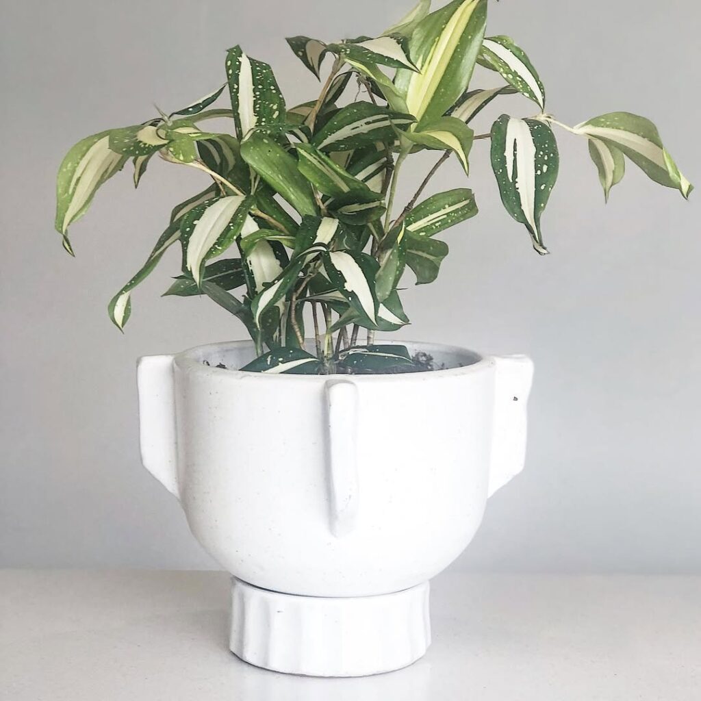 Dracaena Milky Way