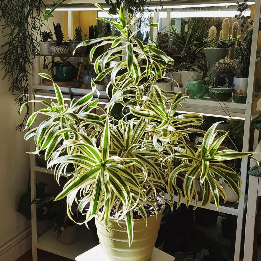 Dracaena Reflexa Song of India