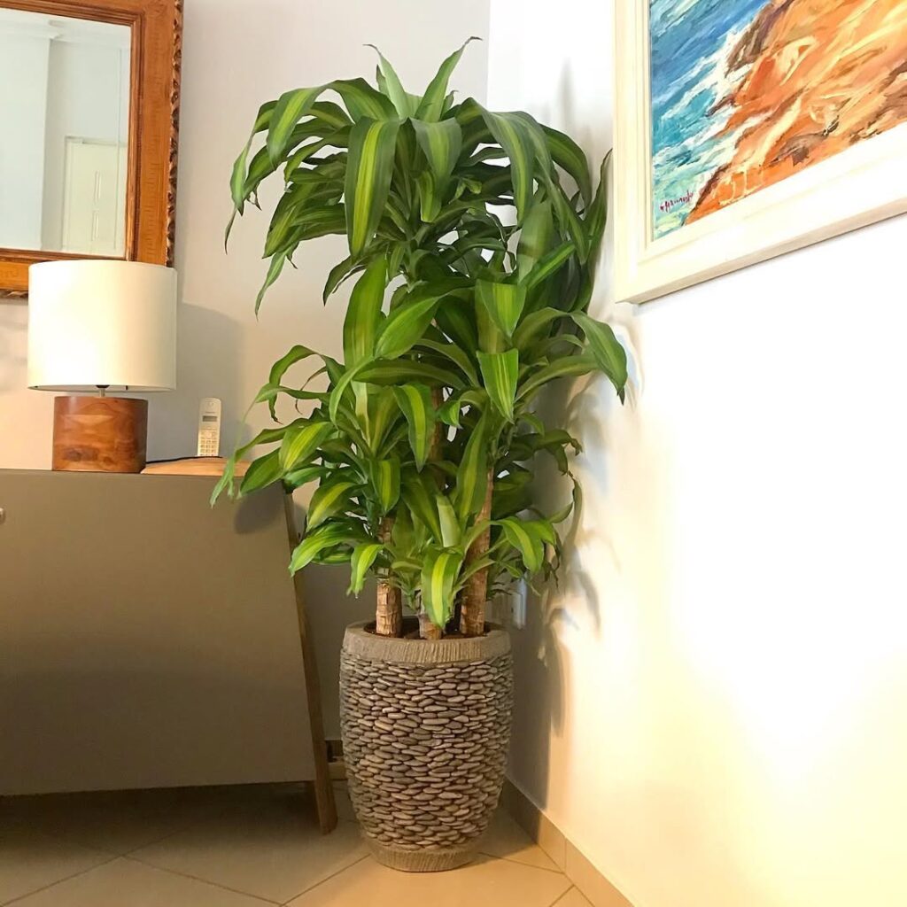 Dracaena fragrans plant
