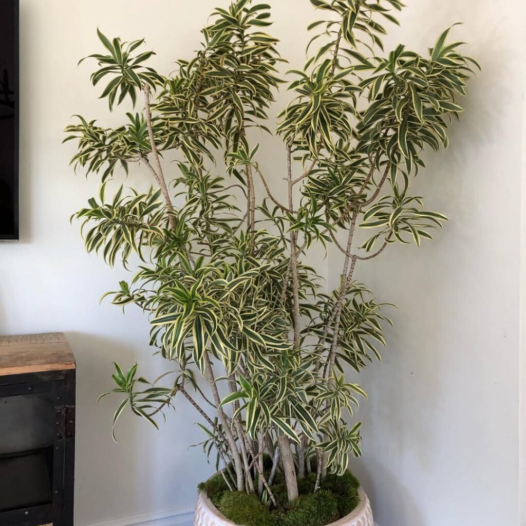 Dracaena reflexa