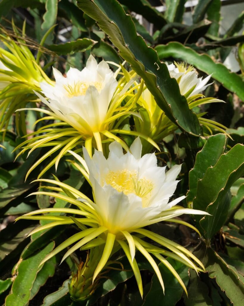 Dragon Fruit Cactus
