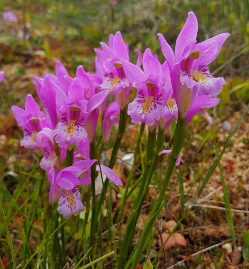 Dragon Mouth Orchid