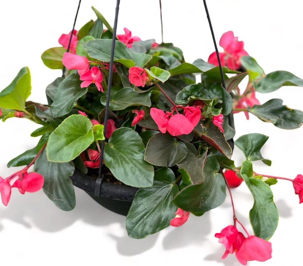 Dragon Wing Begonia