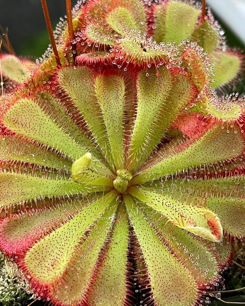 Drosera aliciae
