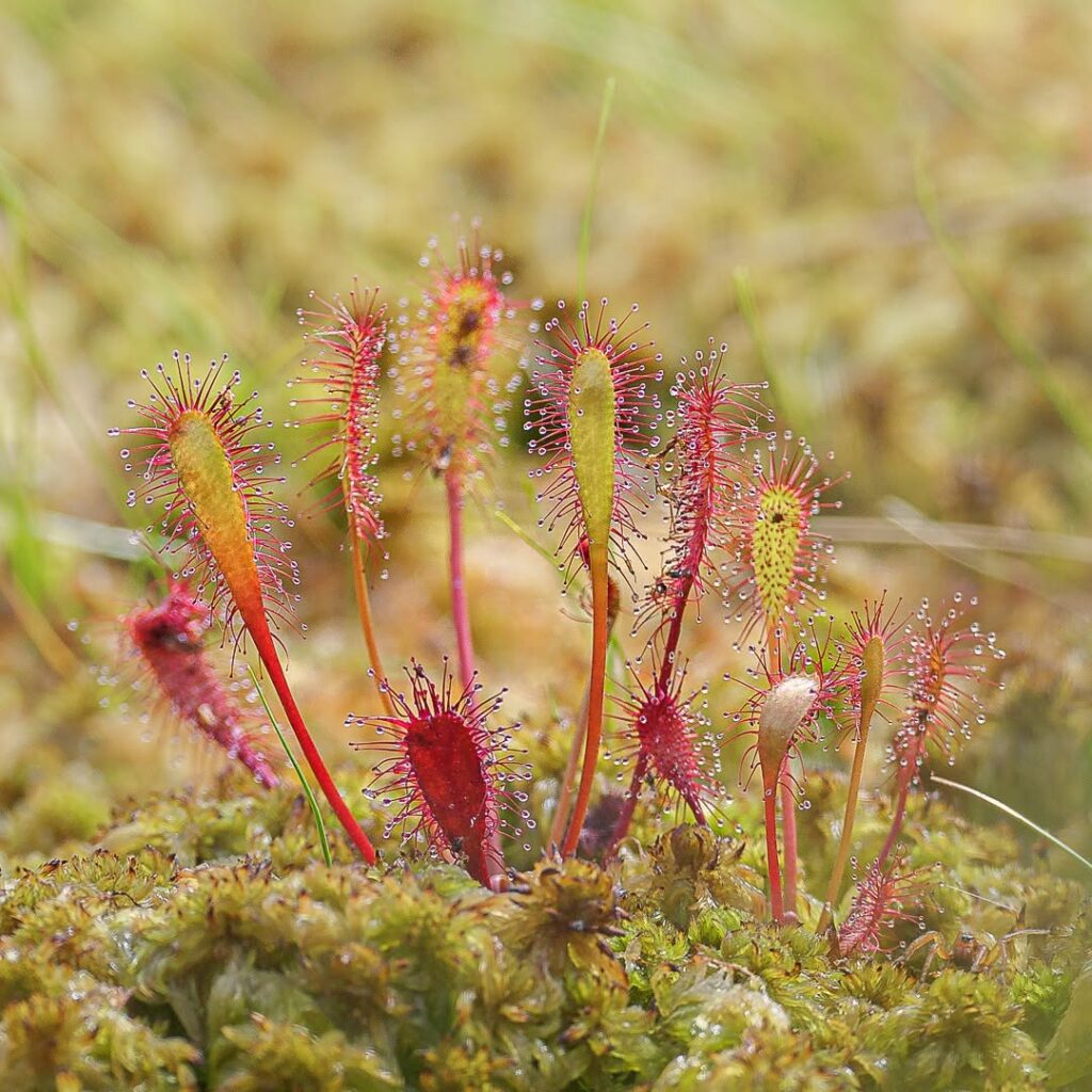 Drosera anglica