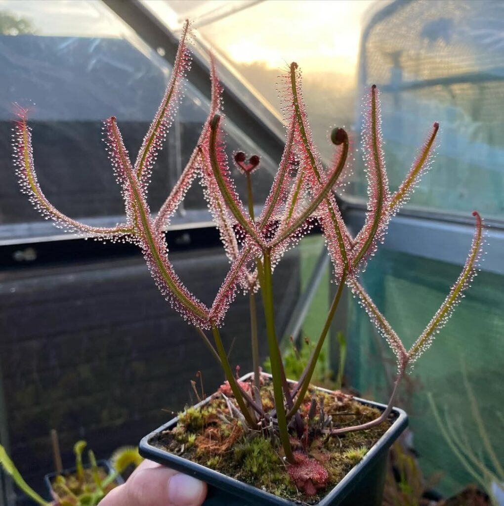 Drosera binata