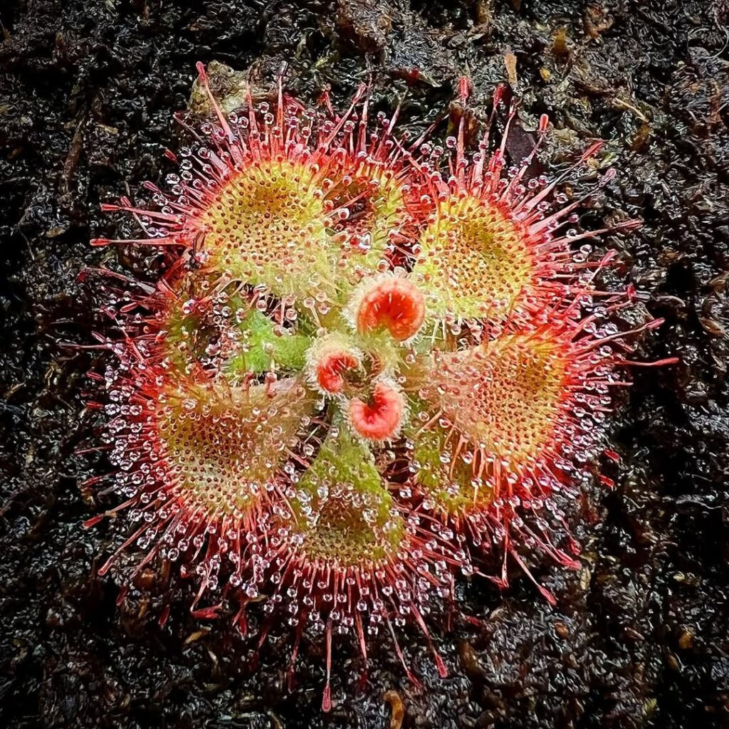Drosera burmannii