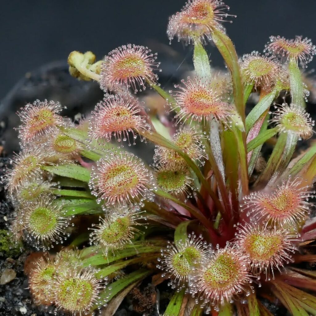 Drosera dilatato petiolaris