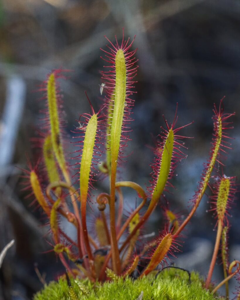 Drosera linearis