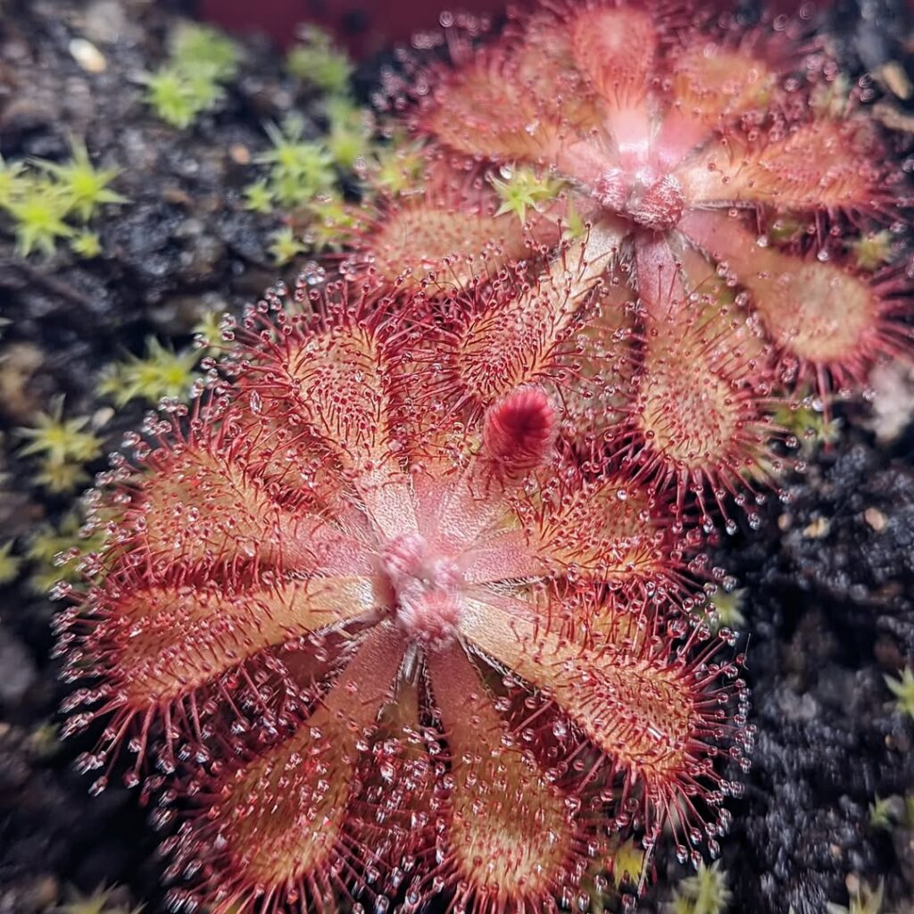 Drosera natalensis