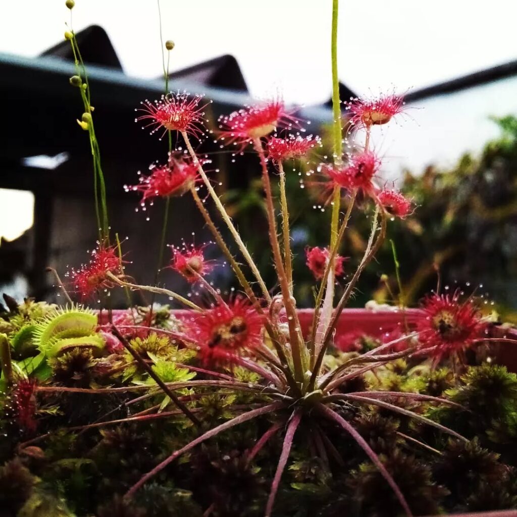 Drosera paradoxa