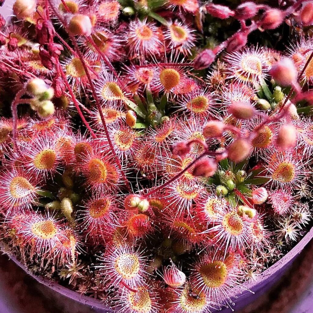 Drosera pulchella