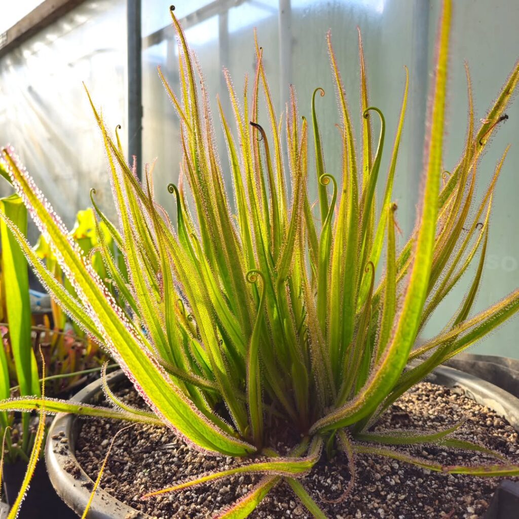 Drosera regia