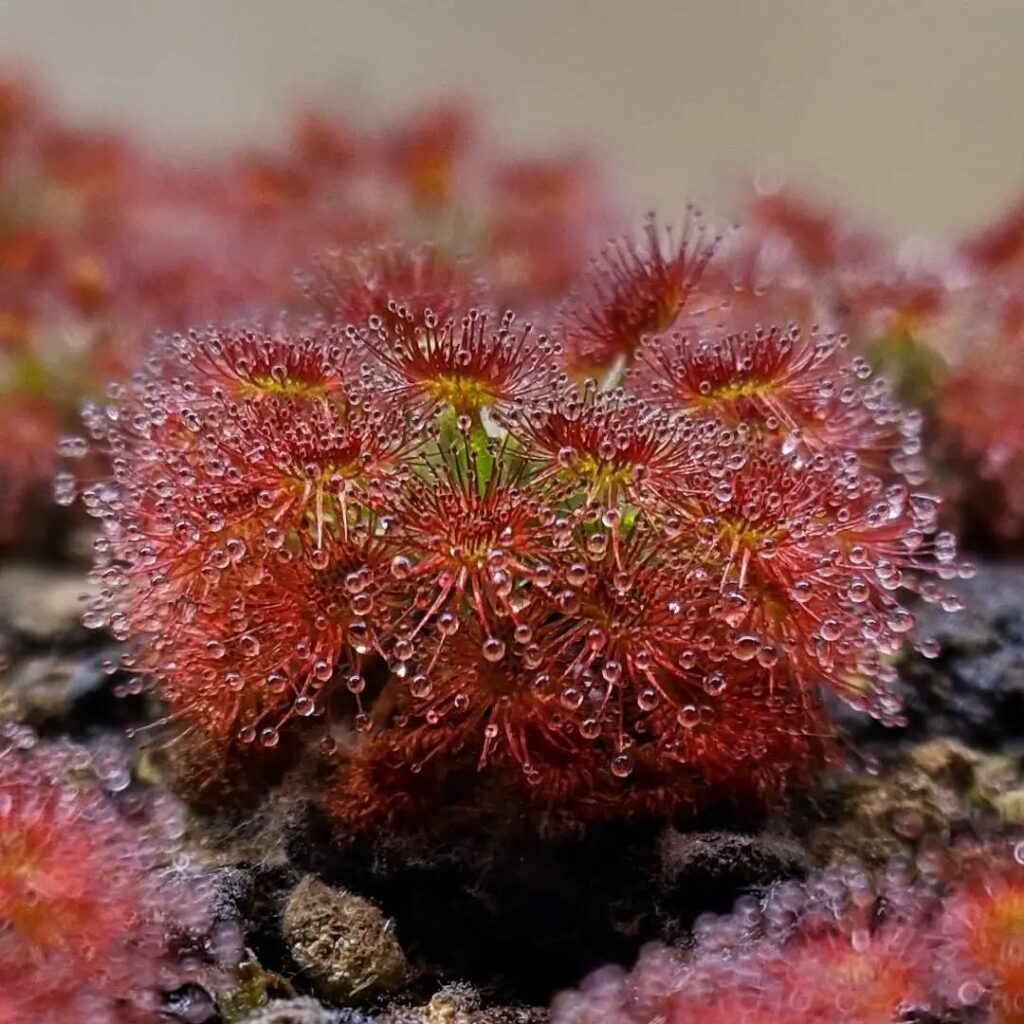 Drosera roseana