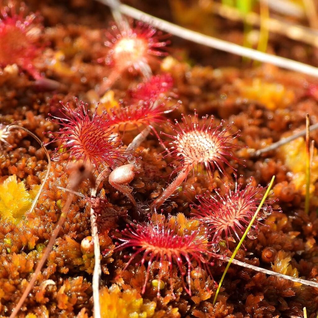 Drosera rotundifolia