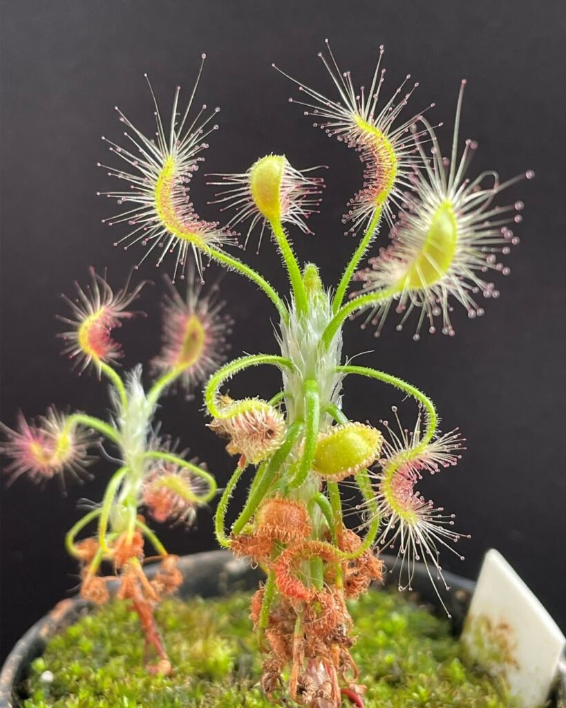 Drosera scorpioides