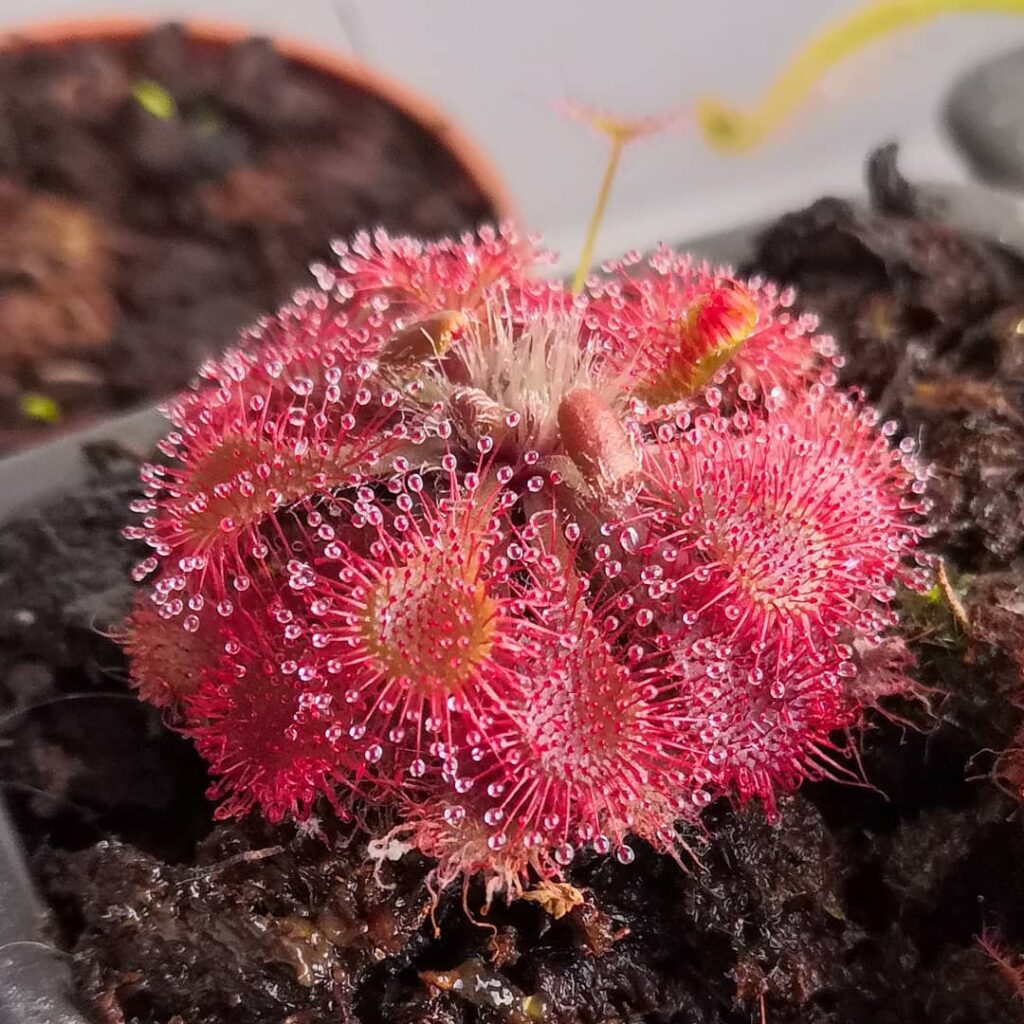 Drosera spatulata