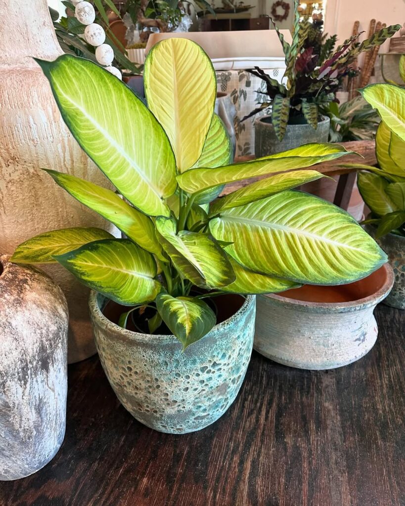 Dumb Cane