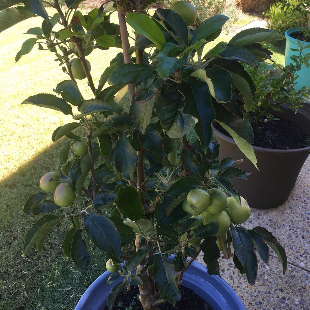 Dwarf Apple Tree