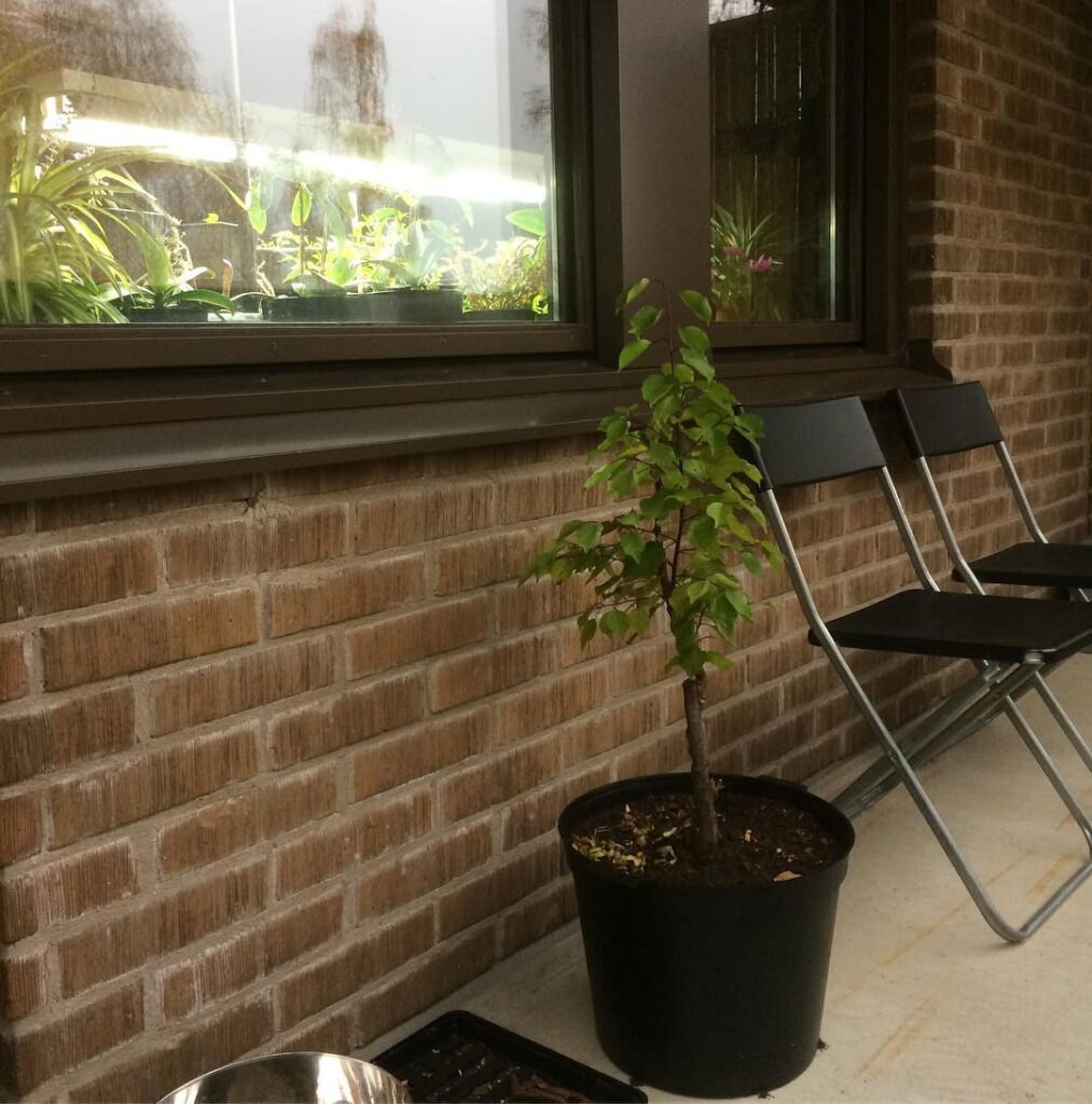 Dwarf Apricot Tree