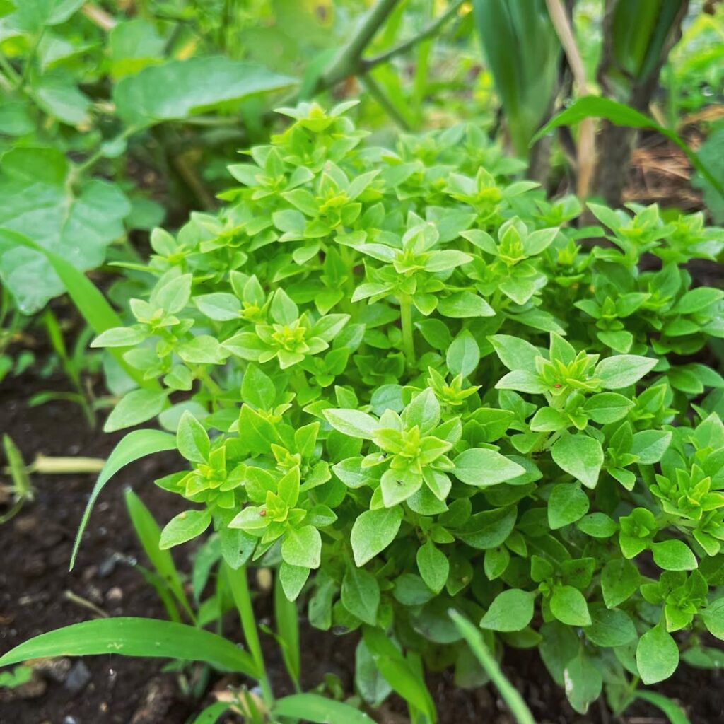 Dwarf Bush Basil
