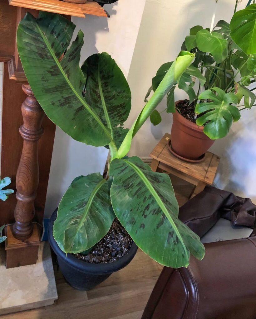 Dwarf Cavendish Banana Tree