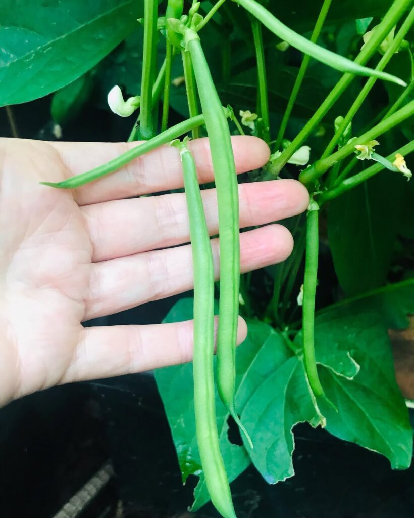 Dwarf French beans