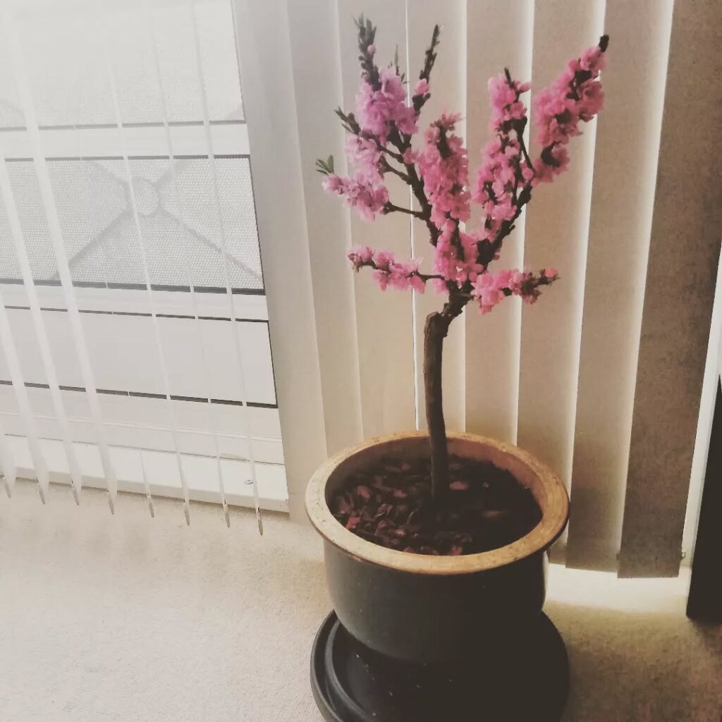 Dwarf Peach Tree