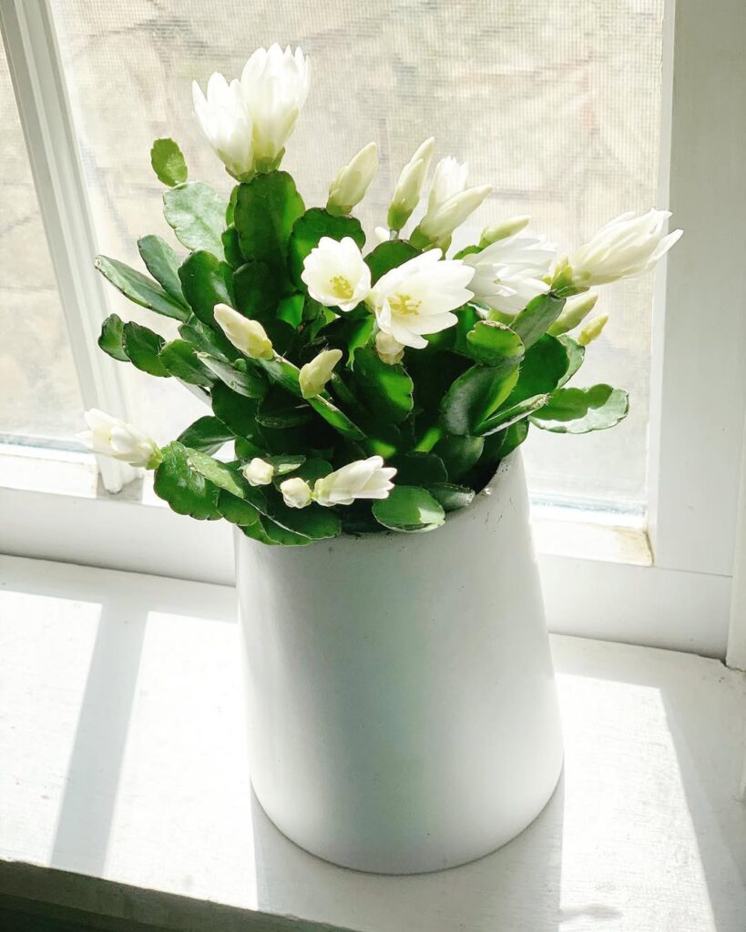 Easter Cactus