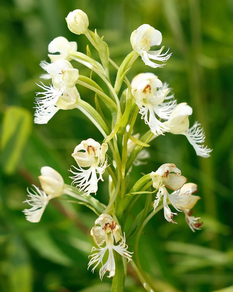 Eastern Prairie Fringed Orchid