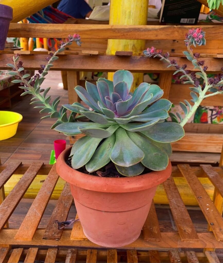 Echeveria ‘Perle von Nurnberg