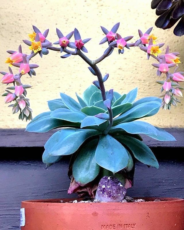 Echeveria