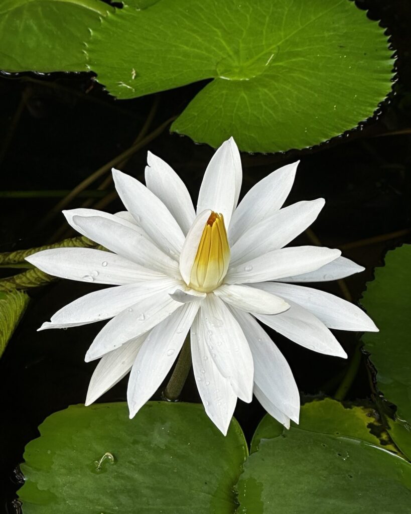 Egyptian Water Lily