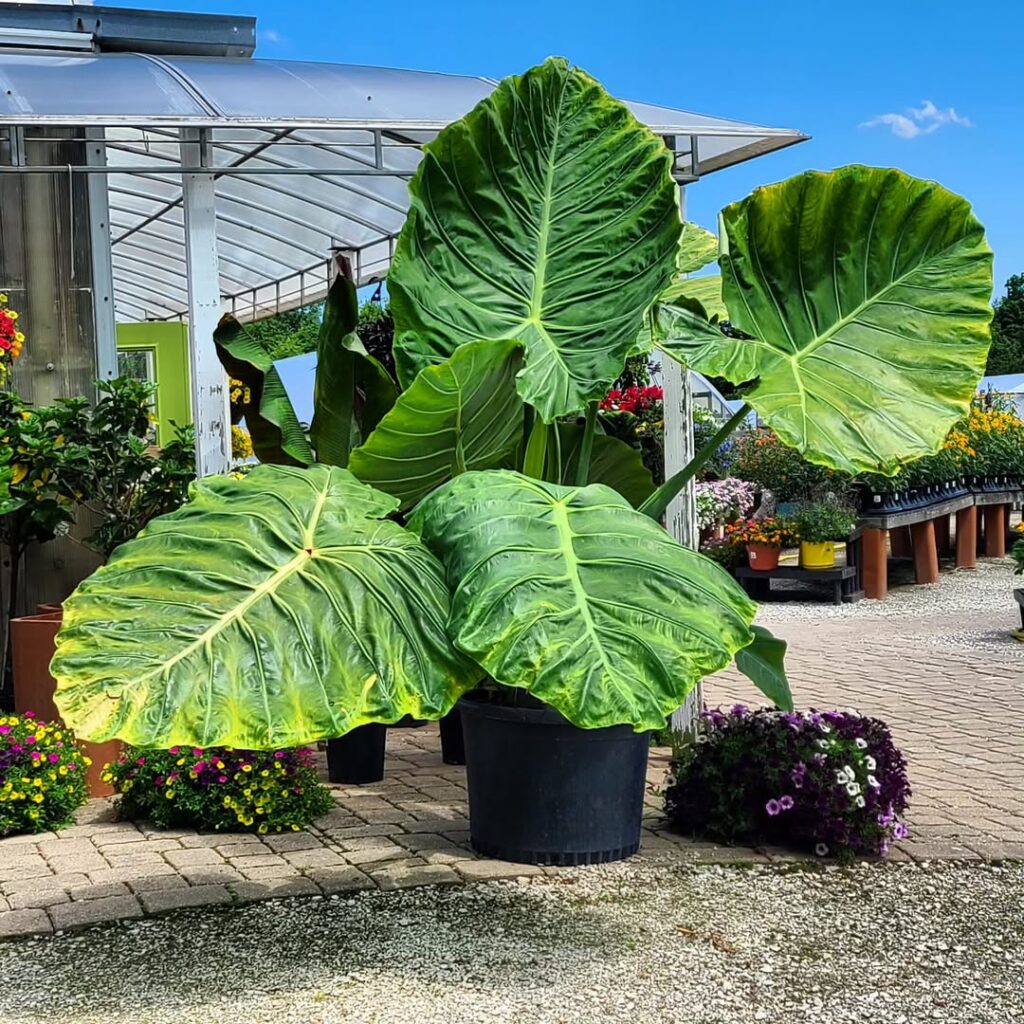 Elephant Ear