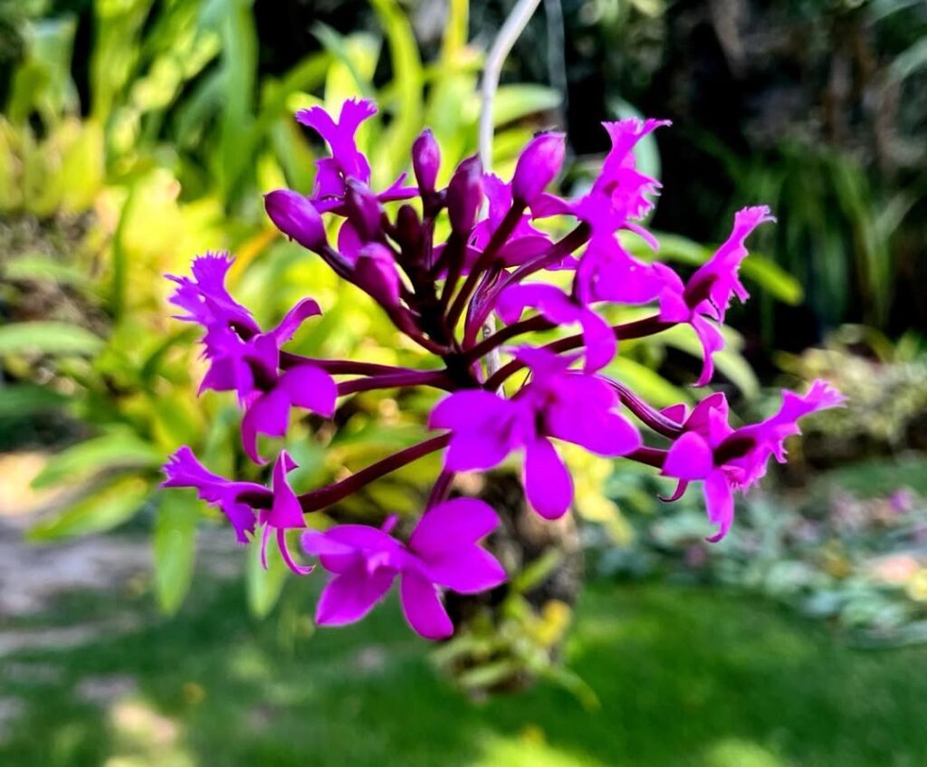 Epidendrum radicans Purple