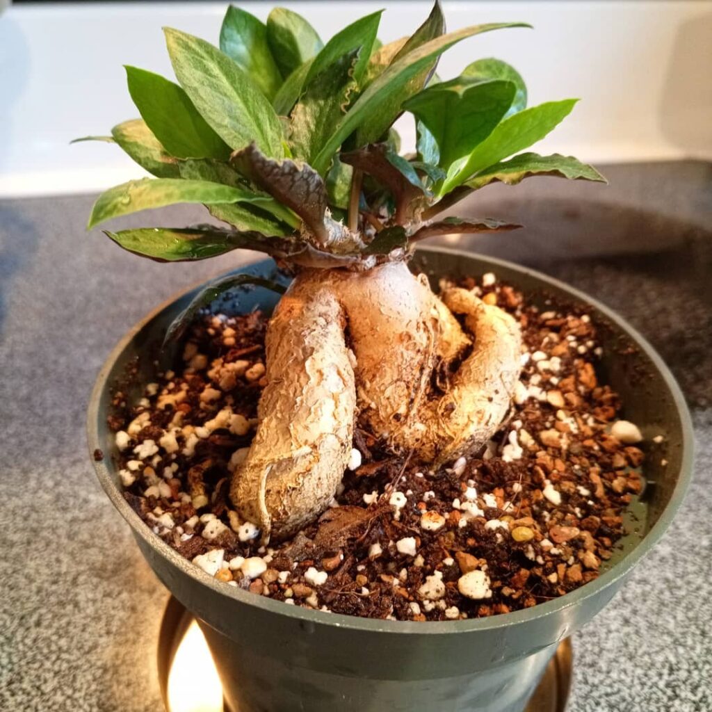 Euphorbia ambovombensis