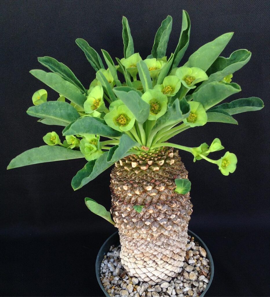Euphorbia bupleurifolia