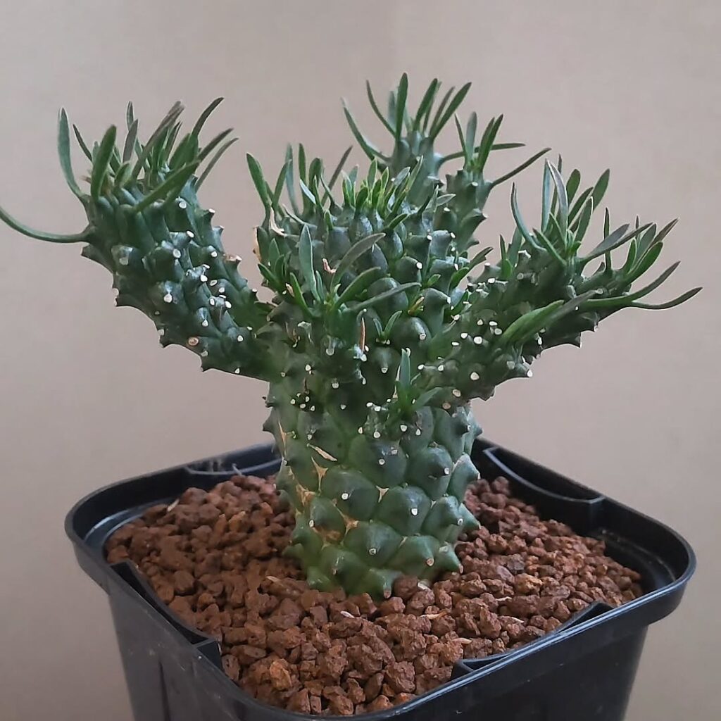 Euphorbia caput medusae